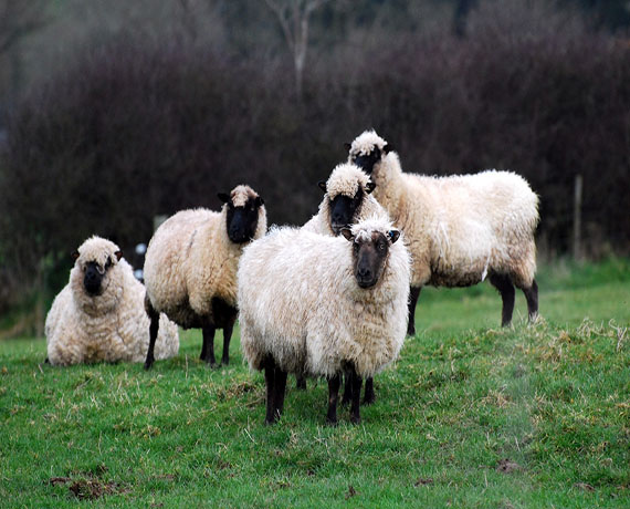 The Lost Sheep Company | Wool Shop in Colwyn Bay | Heritage Centre