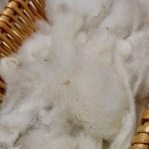 Washed Lleyn Fleece (50g)